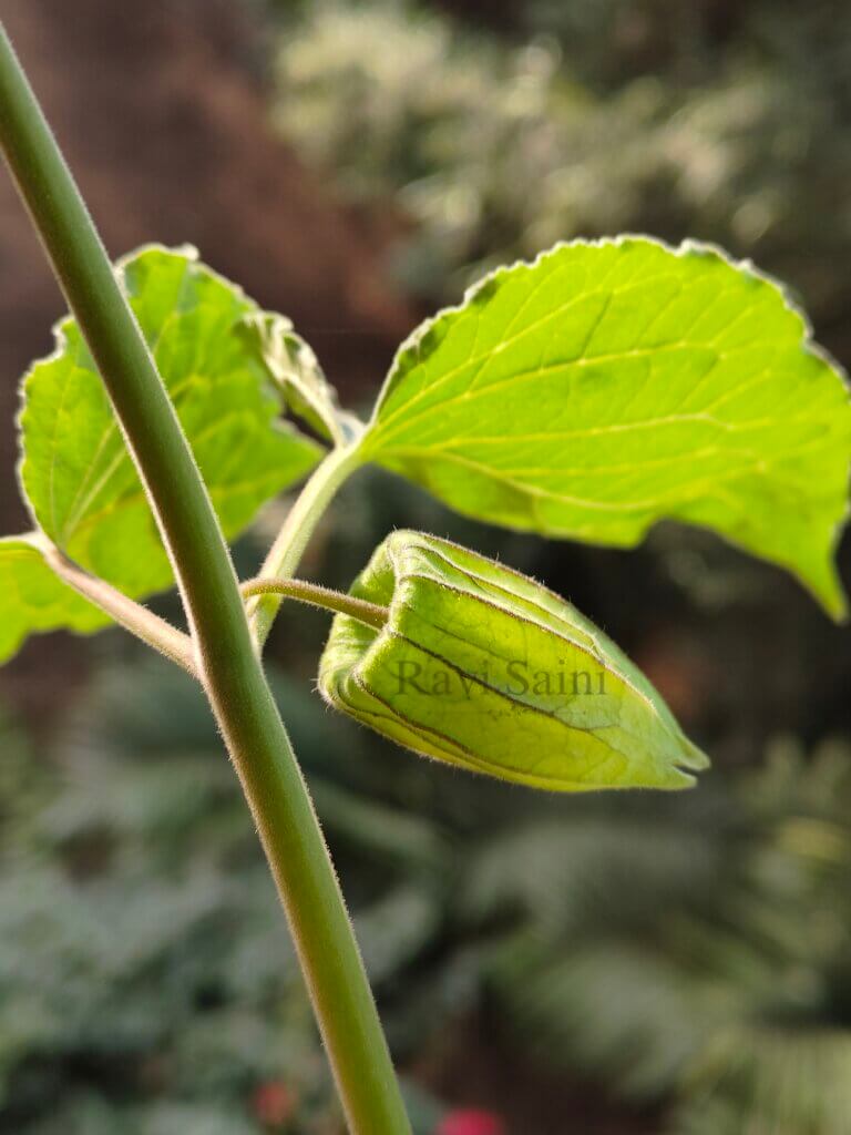 Physalis peruviana L.