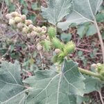 Xanthium strumarium L.