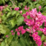 Antigonon leptopus Hook. & Arn.