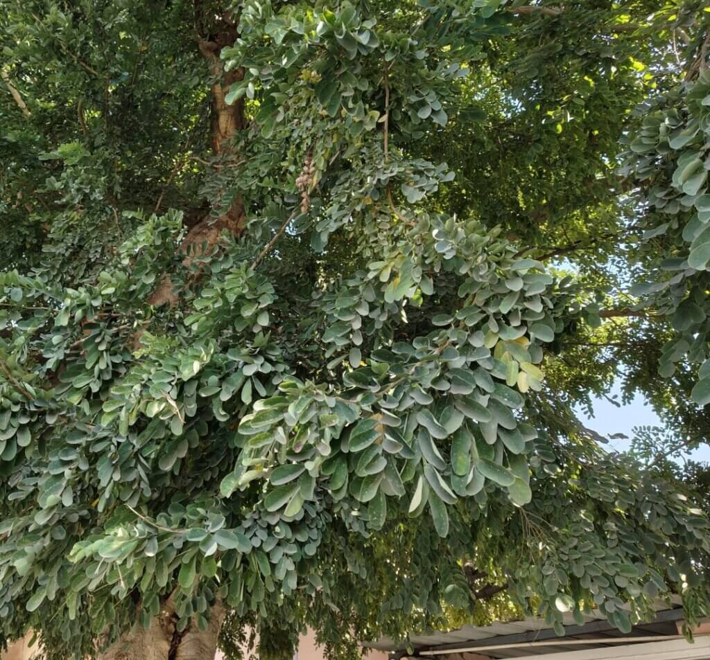 Dalbergia lanceolaria