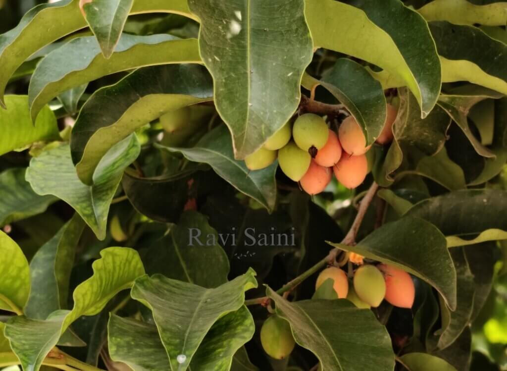 Mimusops elengi L.