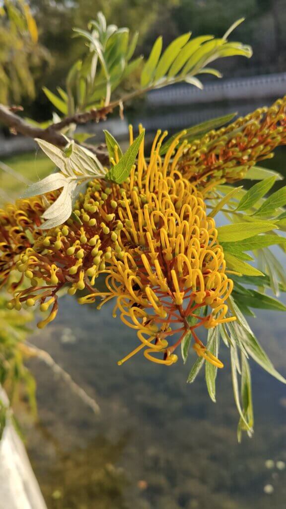 Grevillea robusta A.Cunn. ex R.Br.