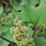 Xanthium strumarium L.