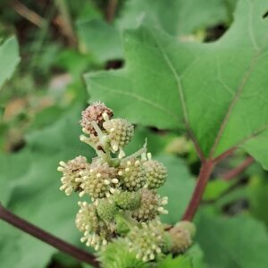 Xanthium strumarium L.