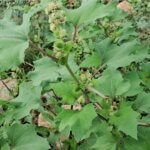 Xanthium strumarium L.