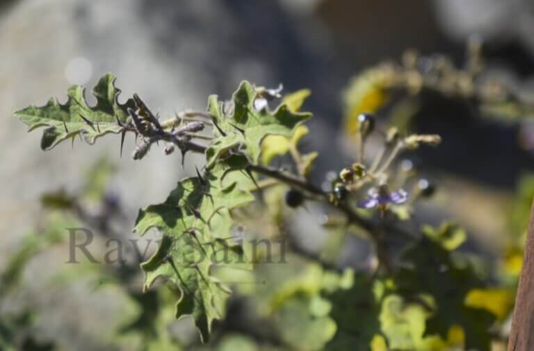 Genus: Solanum 2 Attached Image