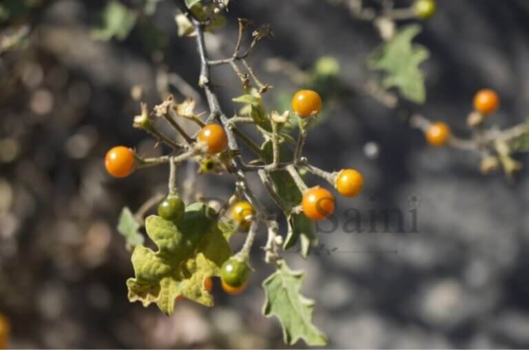 Genus: Solanum 1 Attached Image