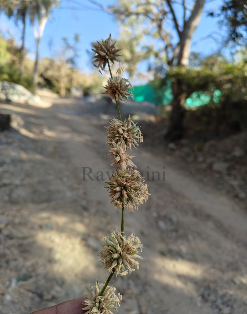 Dendrocalamus strictus (Roxb.) Nees