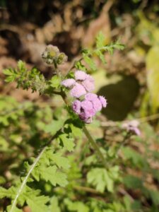 Blumea stricta (DC.) Anderb. & Bengtson