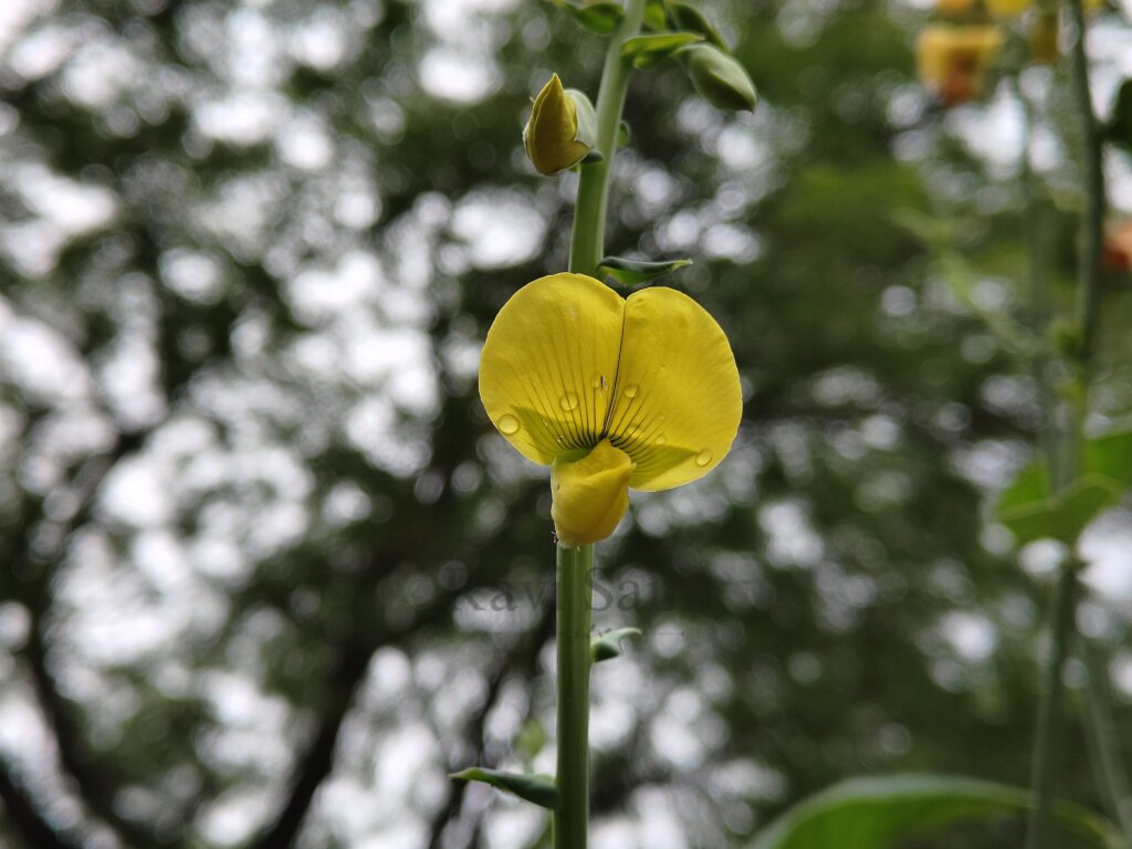 Crotalaria spectabilis Roth