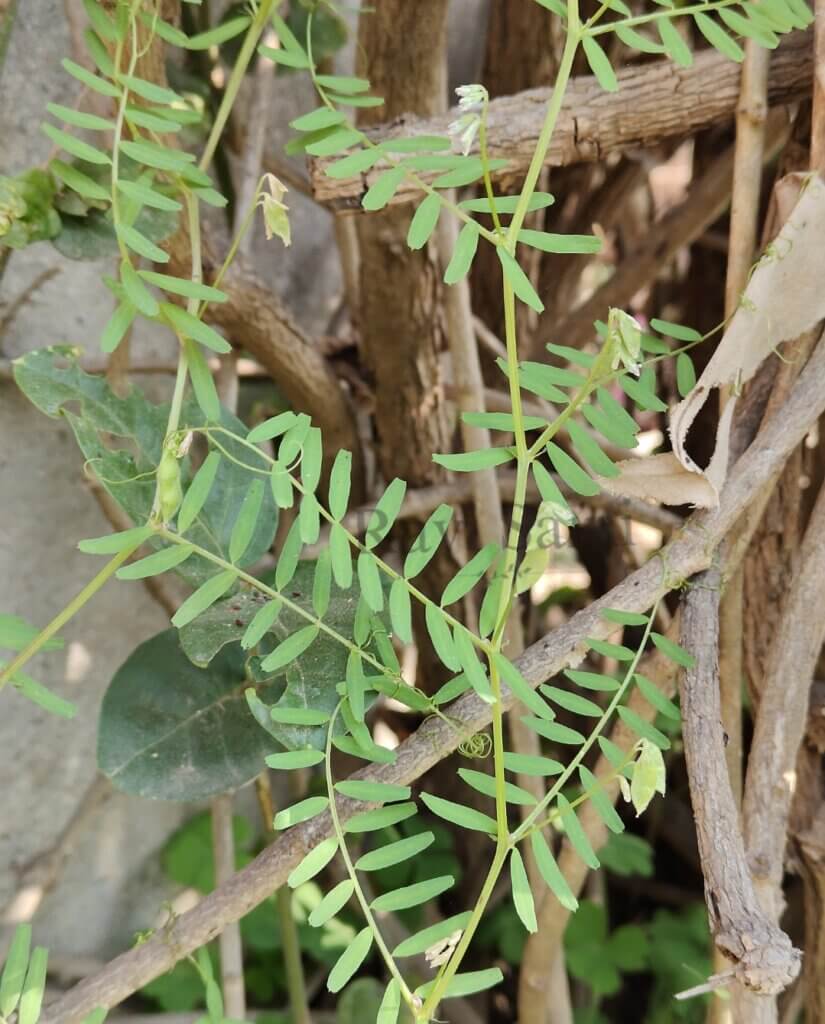 Vicia hirsuta (L.) Gray
