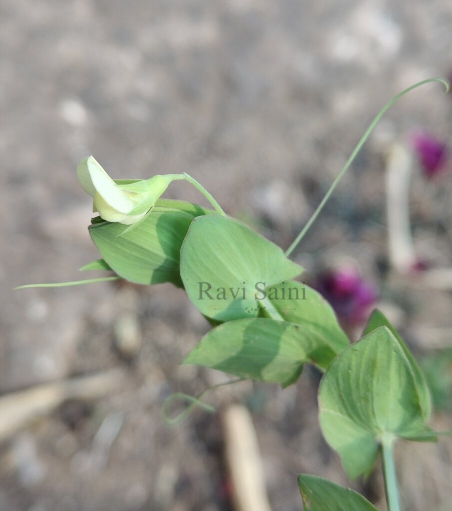 Lathyrus aphaca L.