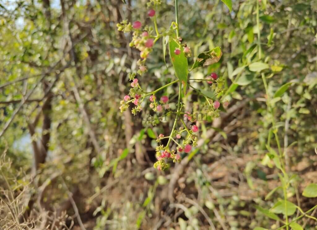 Salvadora persica L.