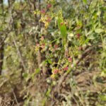 Salvadora persica L.