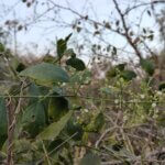 Salvadora persica L.