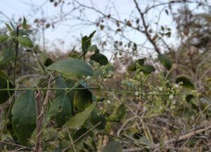Salvadora persica L.