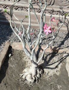 Adenium obesum (Forssk.) Roem. & Schult.