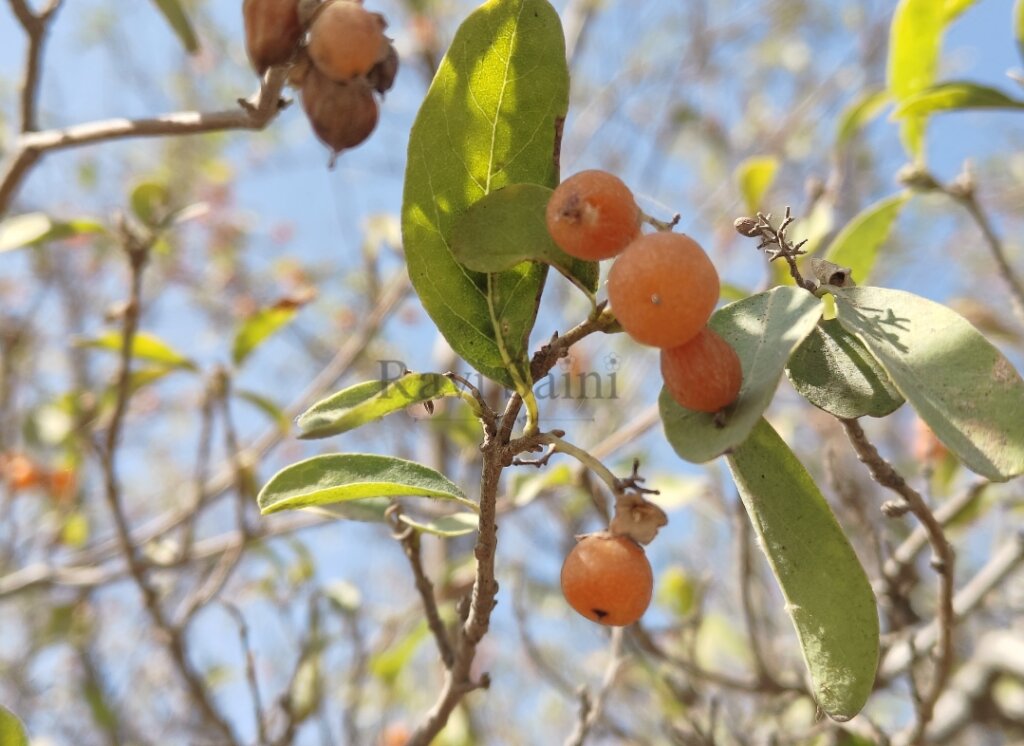Cordia sinensis Lam.