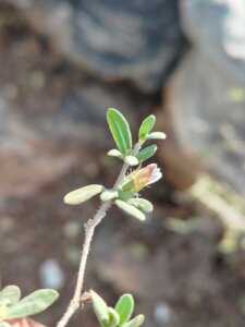 Blepharis integrifolia