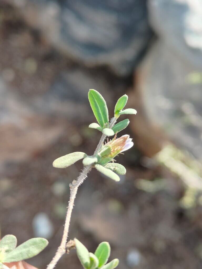 Blepharis integrifolia