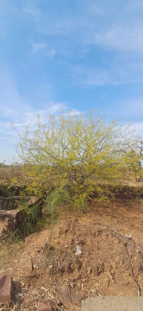 Parkinsonia aculeata L.