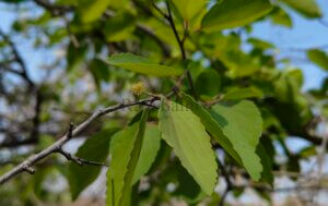 Flacourtia indica (Burm.f.) Merr.