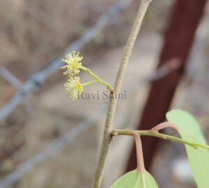 Flacourtia indica (Burm.f.) Merr.