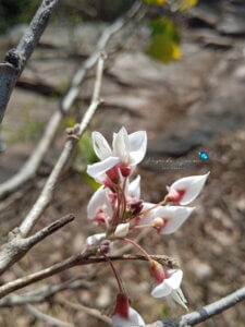 Ougeinia oojeinensis (Roxb.) Hochr.