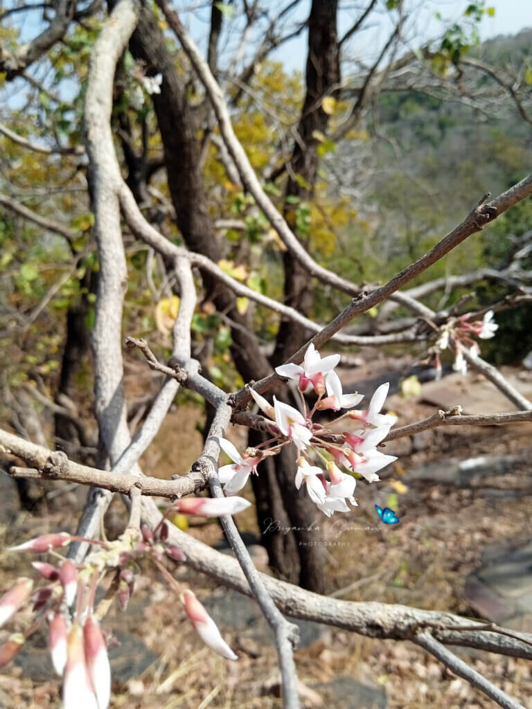 Ougeinia oojeinensis (Roxb.) Hochr.