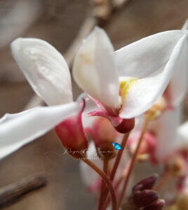 Ougeinia oojeinensis (Roxb.) Hochr.