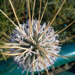 Echinops echinatus