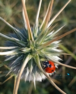 Echinops echinatus