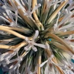 Echinops echinatus