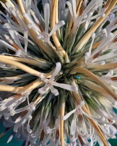 Echinops echinatus