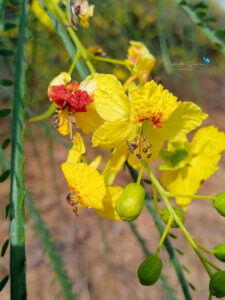 Parkinsonia aculeata L.
