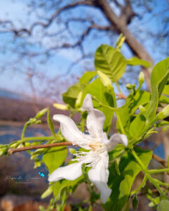 Wrightia tinctoria (Roxb.) R.Br.