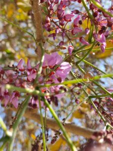 Millettia peguensis