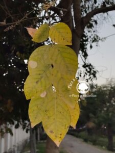Millettia peguensis