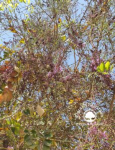 Millettia peguensis