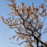 Ougeinia oojeinensis (Roxb.) Hochr.