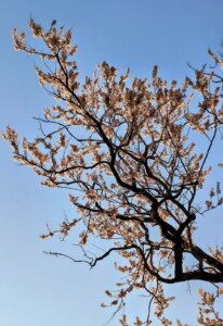 Ougeinia oojeinensis (Roxb.) Hochr.