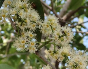 Syzygium cumini (L.) Skeels