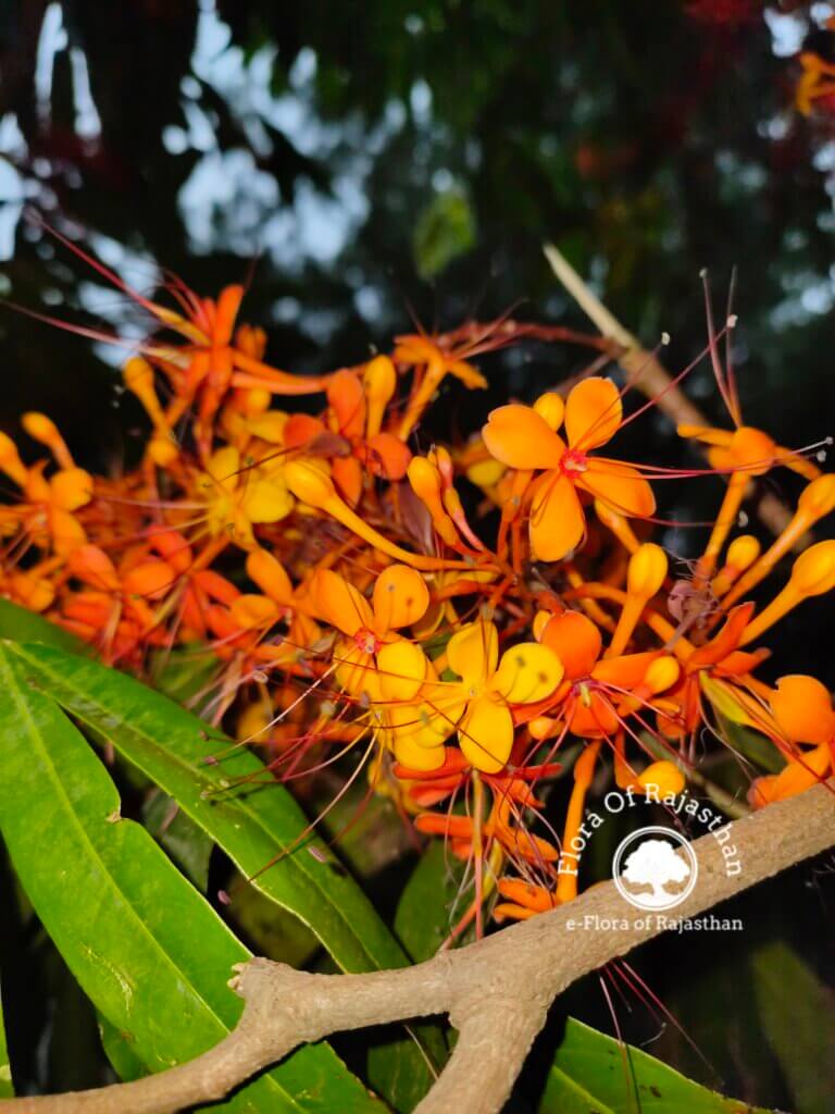 Saraca asoca (Roxb.) W.J.de Wilde