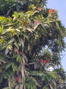 Saraca asoca (Roxb.) W.J.de Wilde