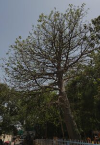 Adansonia digitata L.