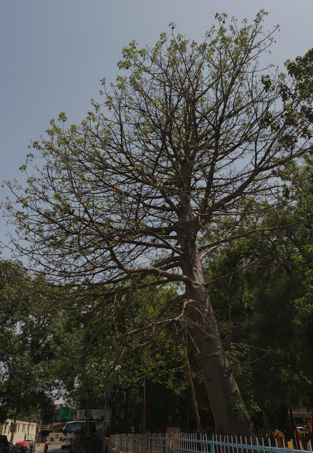 Adansonia digitata L. 5 1000165203