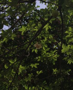 Adansonia digitata L.