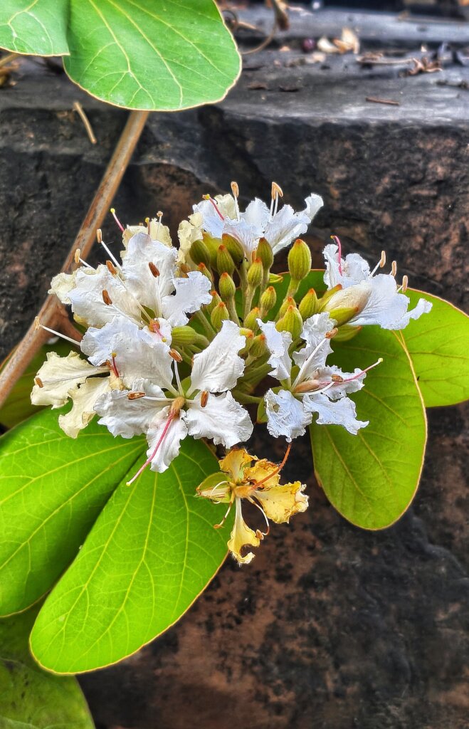 Family: Fabaceae 48 Phanera vahlii (Wight & Arn.) Benth