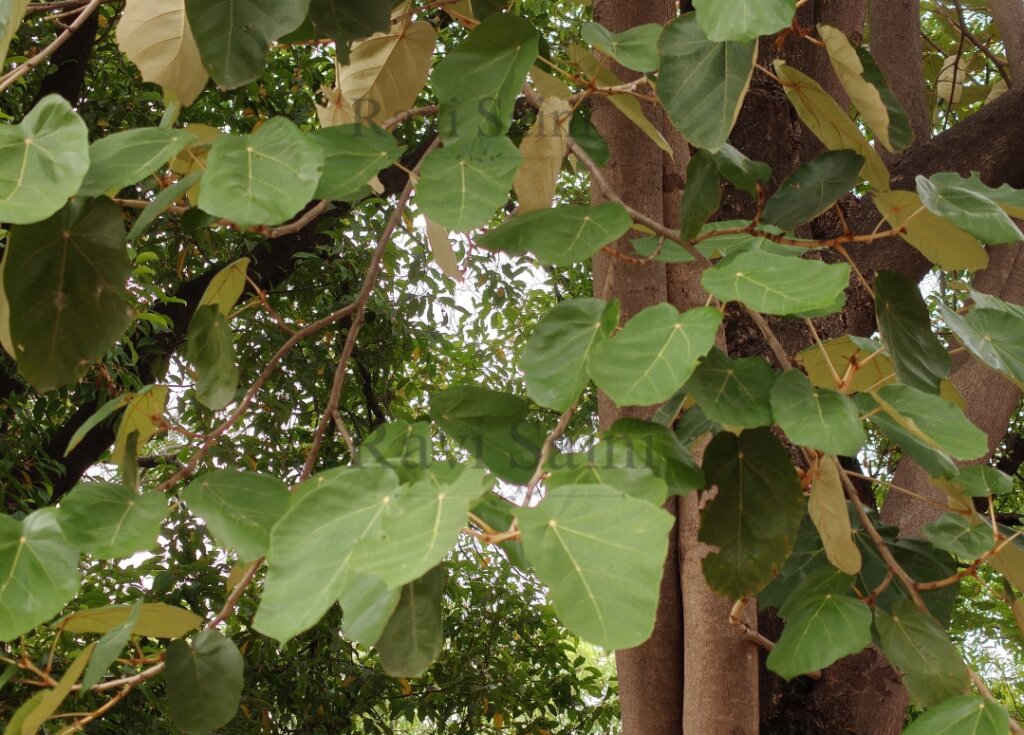 Pterospermum acerifolium (L.) Willd.