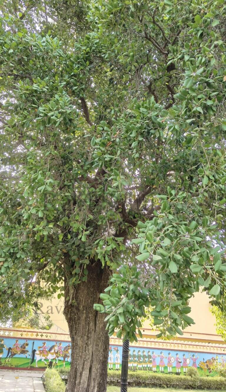 Genus: Manilkara 1 Attached Image
